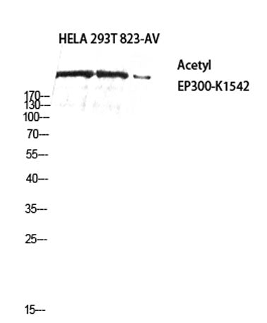 p300 (Acetyl Lys1542) rabbit pAb