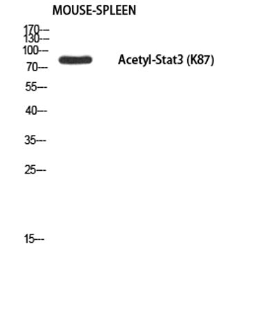 Stat3 (Acetyl Lys87) rabbit pAb