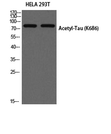 Tau (Acetyl Lys686) rabbit pAb