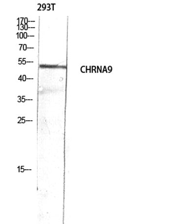 AChRα9 rabbit pAb