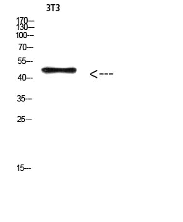 E2F-3 (Acetyl Lys168) rabbit pAb
