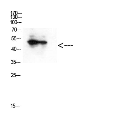 GATA-2/3 (Acetyl Lys336/304) rabbit pAb