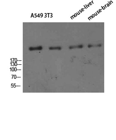 CD35 rabbit pAb