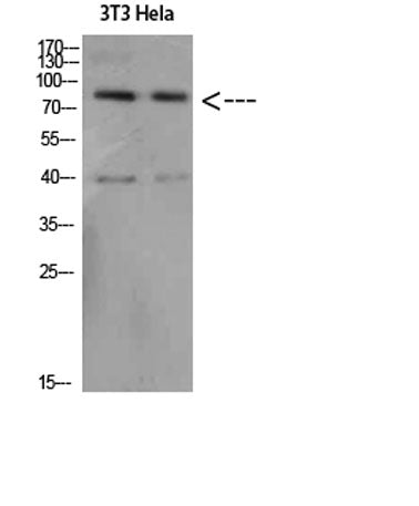 Amyloid-β rabbit pAb
