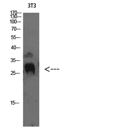 TIMP-4 rabbit pAb