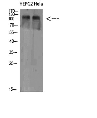 NLRX1 rabbit pAb