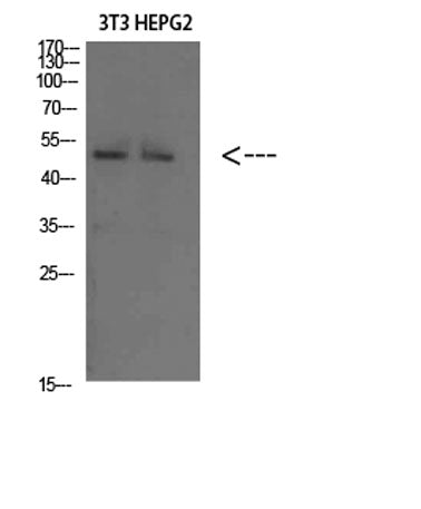 Factor IX rabbit pAb