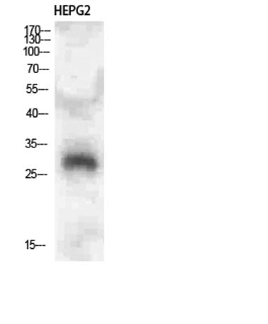 CLECSF6 rabbit pAb