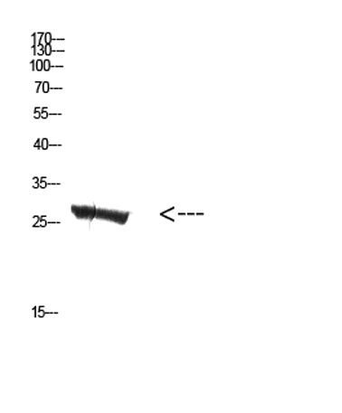 MBL-C rabbit pAb