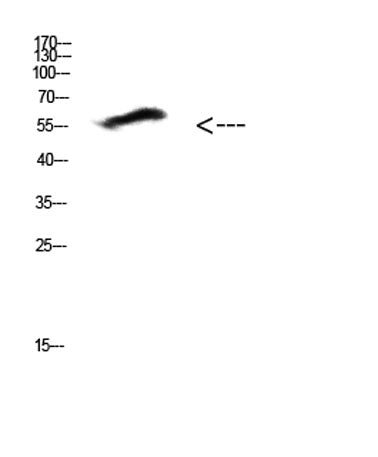 COL25A1 rabbit pAb