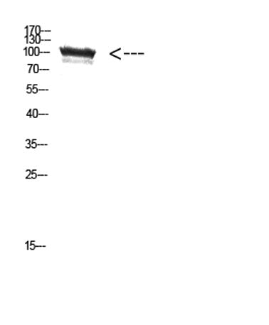 TRPV4 rabbit pAb