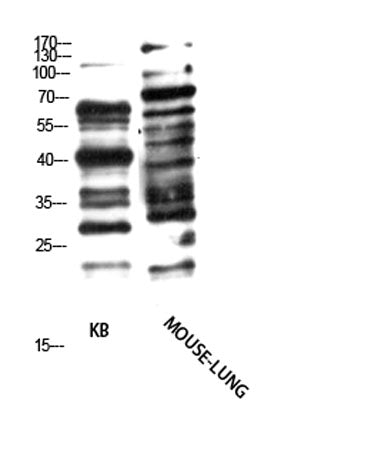 Pan glycine myristoylation rabbit pAb