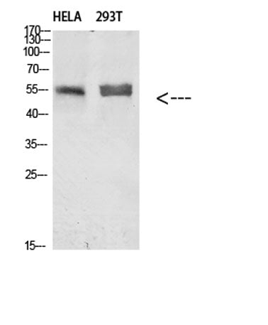 Tubulin α rabbit pAb