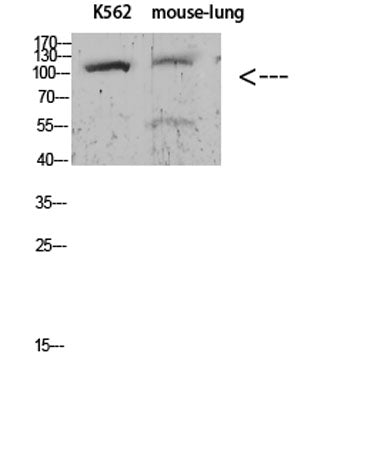 Sodium Potassium ATPase alpha-1 (Phospho-Tyr260) Rabbit pAb