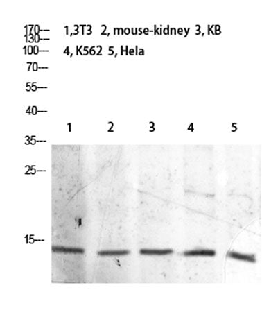 Histone H2B (Acetyl Lys21) rabbit pAb