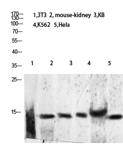 Histone H2B (Acetyl Lys24/25) rabbit pAb