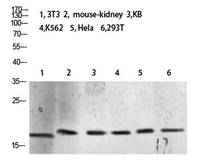 Histone H3 (Tri-Methyl-K10) rabbit pAb