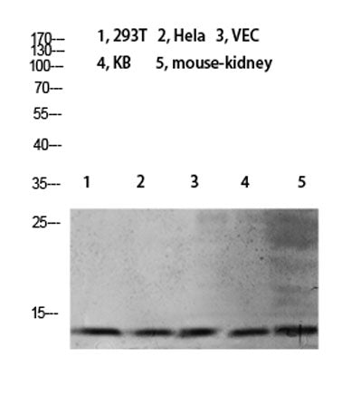 Histone H4 (Mono Methyl Lys21) rabbit pAb