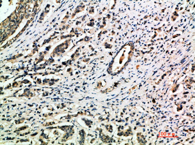Integrin α1 rabbit pAb