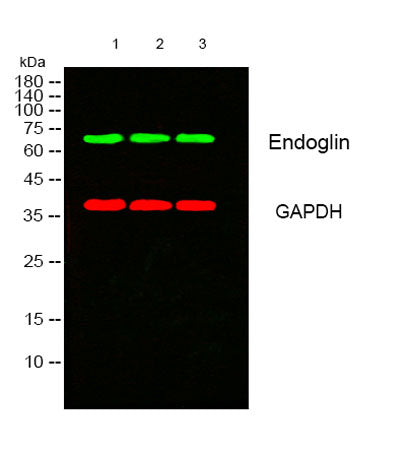 Endoglin rabbit pAb