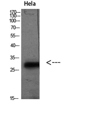 PD-L2 rabbit pAb