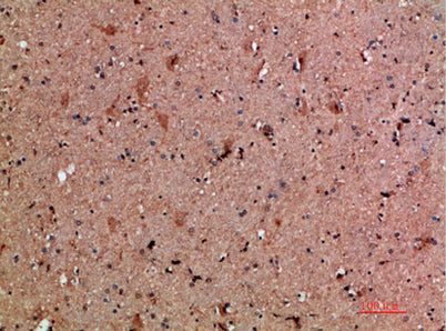 NNT-1 rabbit pAb