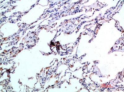 Eotaxin-2 rabbit pAb