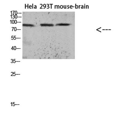 Tau (Acetyl Lys174) rabbit pAb