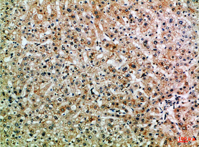 ASPP1 rabbit pAb