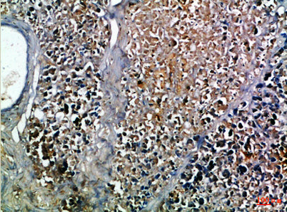 Insulin rabbit pAb