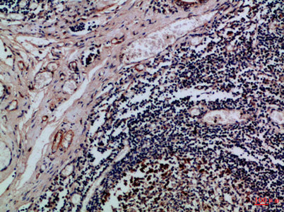 Integrin αE rabbit pAb