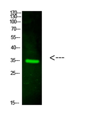 CTXL rabbit pAb