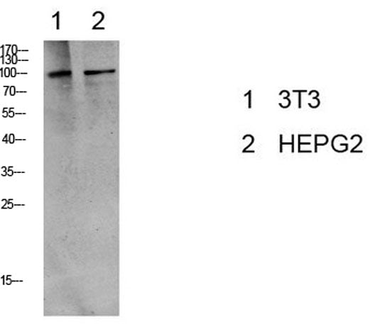 eEF2 (Phospho-Thr56) Rabbit pAb