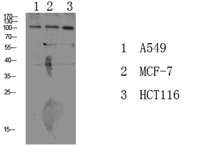 Na+/K+-ATPase α1 (Phospho-Tyr260) rabbit pAb