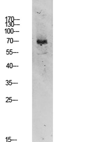 TIF-IA rabbit pAb