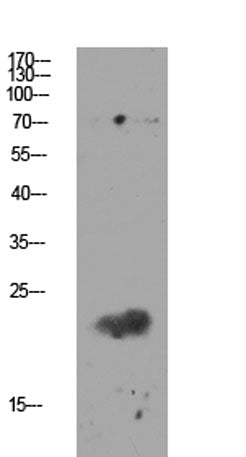 Claudin 11 Rabbit pAb