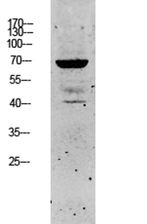 Keratin 5 rabbit pAb