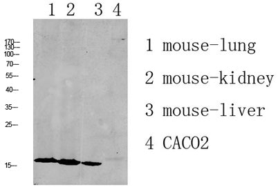 RPL35 rabbit pAb