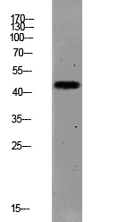 PAR1 (Cleaved-Ser42) rabbit pAb