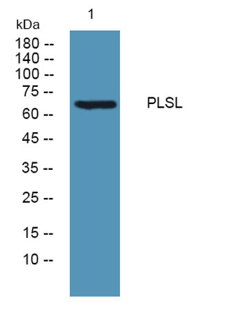 PLSL rabbit pAb