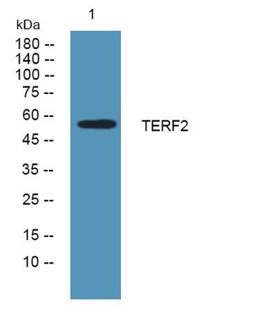 TERF2 rabbit pAb