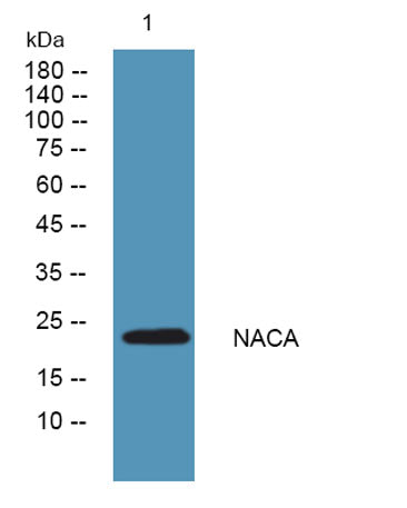 NACA rabbit pAb