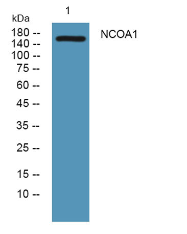 NCOA1 rabbit pAb