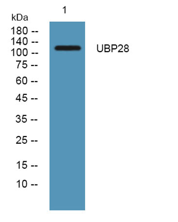 USP28 rabbit pAb