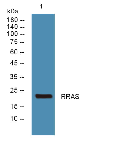 RRAS rabbit pAb