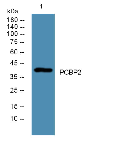 PCBP2 rabbit pAb