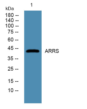 ARRS rabbit pAb