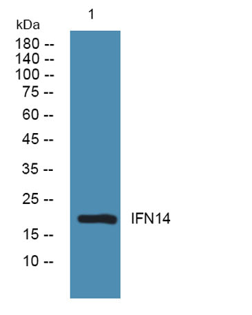 IFN14 rabbit pAb