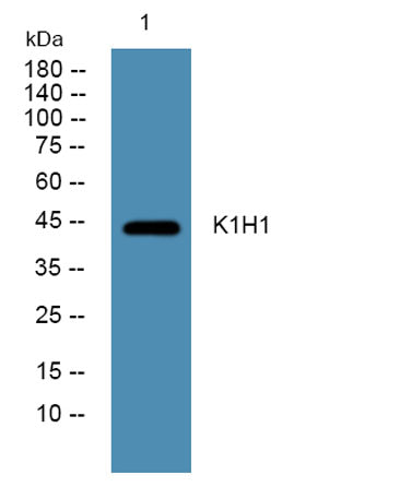 K1H1 rabbit pAb