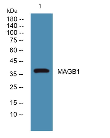 MAGB1 rabbit pAb